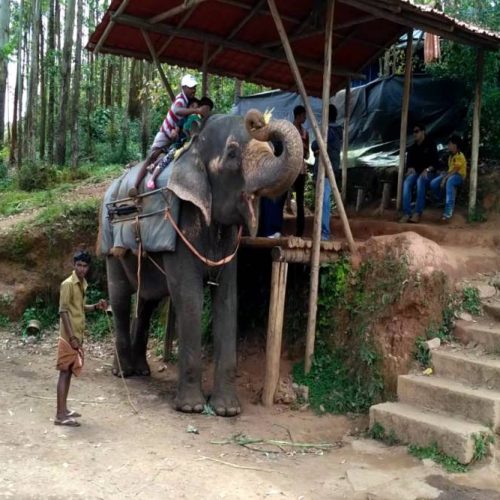 Carmelagiri Elephant Park (11)