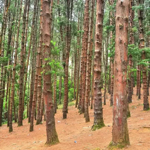 pine-forest-1656503928_d6c35359757cbc521e1b